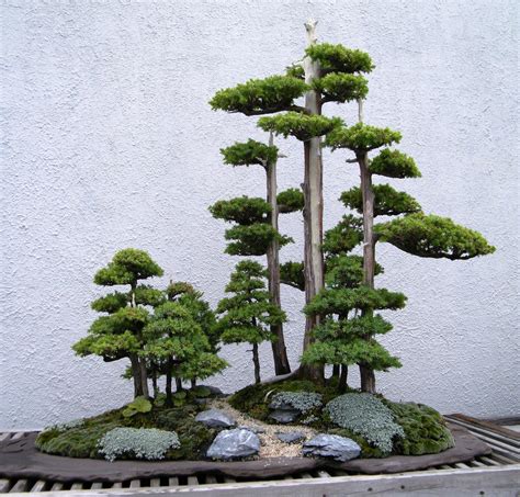BONSAI FOREST: All You Need to Know BEFORE You Go (with Photos).
